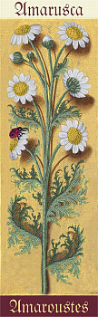 Набор для вышивания PANNA Живая картина арт. JK-2119 Ботаника. Ромашка 7х24,5 см