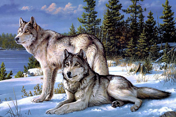 Алмазная мозаика Ah09771 Волки на снегу 40x60