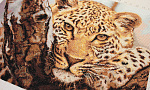 Набор для вышивания LUCA-S арт. B525 Леопард 40х28,5 см