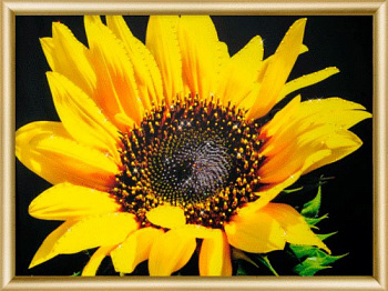 Набор ЧМ арт. КС-161 для изготовления картины со стразами Солнечный цветок 30,3x42 см