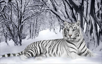Набор для вышивания бисером ИМПЕРИЯ БИСЕРА арт.ИБ-007 Белый тигр 38х60 см