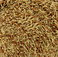 Пряжа для вязания КАМТ Лотос Травка Стрейч (70% акрил, 28% полиамид, 2% лайкра) 10х50г/80м цв.112 золотистый