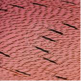 Пряжа для вязания КАМТ Тантурина (95% длинноволокнистый хлопок, 5% полиакрил) 10х50г/160м цв.056 розовый